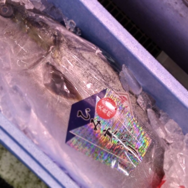 氷見寒鰤