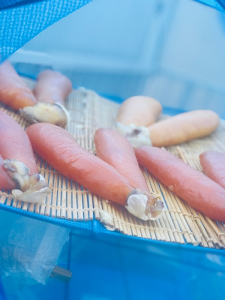 尾鷲のボラ子を仕込んでからすみを作る